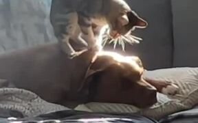 Cat Climbs on Dog's Back and Massages Them - Animals - VIDEOTIME.COM
