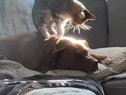 Cat Climbs on Dog's Back and Massages Them