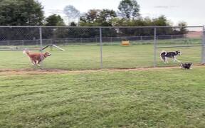 Dogs Chase One Another From Either Side of Fence - Animals - VIDEOTIME.COM
