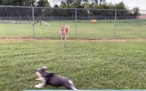 Dogs Chase One Another From Either Side of Fence - Animals - VIDEOTIME.COM