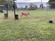 Dogs Chase One Another From Either Side of Fence