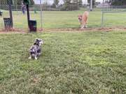 Dogs Chase One Another From Either Side of Fence