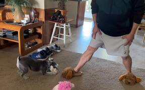 Dog Barks at Owner's Dog-Shaped Slides - Animals - Videotime.com