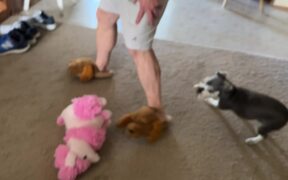 Dog Barks at Owner's Dog-Shaped Slides - Animals - VIDEOTIME.COM