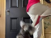 Dog Tries to Follow Owner's Dance Steps