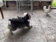 Dog and Chicken Play Tag