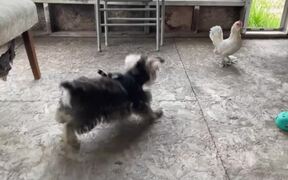 Dog and Chicken Play Tag - Animals - VIDEOTIME.COM