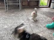 Dog and Chicken Play Tag