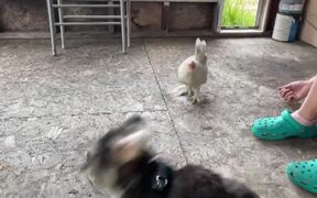 Dog and Chicken Play Tag - Animals - VIDEOTIME.COM