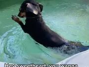 Dog Pretends to Get Out of Water Only to Get Back