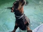 Dog Pretends to Get Out of Water Only to Get Back