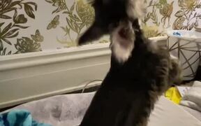 Dog Doesn't Let Go Off Their Favorite Toy - Animals - VIDEOTIME.COM