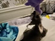 Dog Doesn't Let Go Off Their Favorite Toy