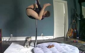 Dog Jumps Playfully When Their Owner Pole Dances - Animals - VIDEOTIME.COM