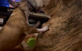 Small Dog Licks Insides of Big Dog's Mouth - Animals - VIDEOTIME.COM