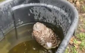 Girl Rescues Owl Stuck Inside Horse's Water Bin - Animals - VIDEOTIME.COM