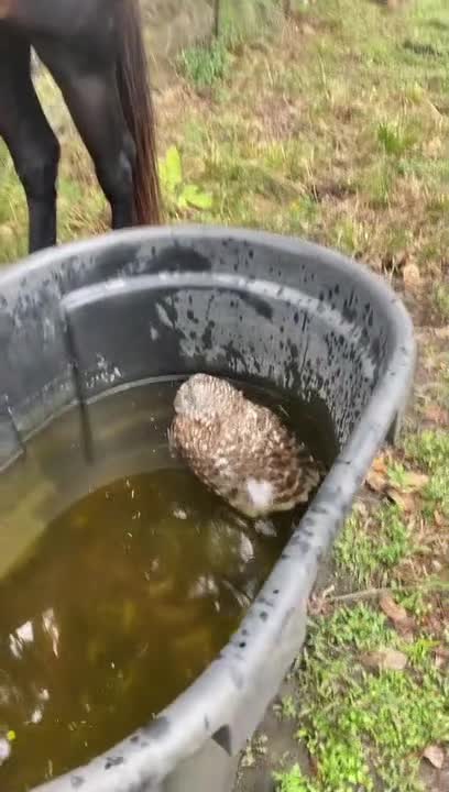 Girl Rescues Owl Stuck Inside Horse's Water Bin