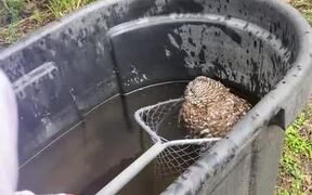 Girl Rescues Owl Stuck Inside Horse's Water Bin - Animals - VIDEOTIME.COM