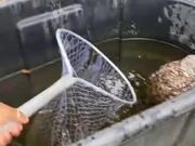 Girl Rescues Owl Stuck Inside Horse's Water Bin