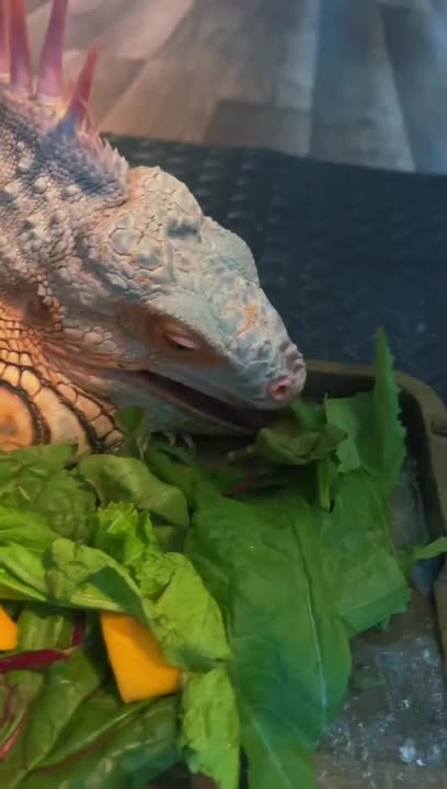 Person Watches Iguana Eating Leaves