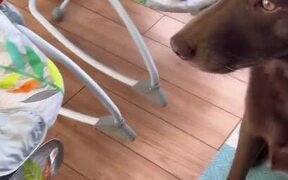 Person Tries Teaching His Dog How to Cradle