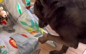 Person Tries Teaching His Dog How to Cradle - Animals - VIDEOTIME.COM