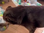 Person Tries Teaching His Dog How to Cradle