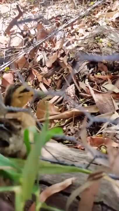 Girl Rescues & Reunites Duckling With It's Family