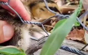 Girl Rescues & Reunites Duckling With It's Family