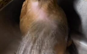 Dog Takes Bath in Basin - Animals - Videotime.com