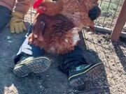 Boy Holding Hen Watches Them Lay Egg in His Lap
