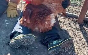 Boy Holding Hen Watches Them Lay Egg in His Lap - Kids - VIDEOTIME.COM