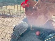Boy Holding Hen Watches Them Lay Egg in His Lap