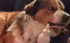 Dog Refuses to Get His Ears Cleaned - Animals - VIDEOTIME.COM