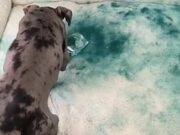 Puppies Make Mess by Smudging Blue Powder