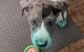 Puppies Make Mess by Smudging Blue Powder - Animals - VIDEOTIME.COM