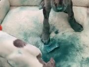 Puppies Make Mess by Smudging Blue Powder