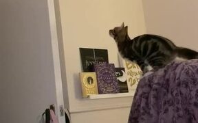 Cat Jumps On Door's Edge But Fails to Hold On - Animals - VIDEOTIME.COM