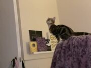 Cat Jumps On Door's Edge But Fails to Hold On