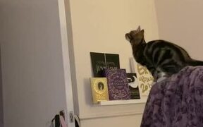 Cat Jumps On Door's Edge But Fails to Hold On - Animals - Videotime.com