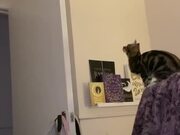 Cat Jumps On Door's Edge But Fails to Hold On