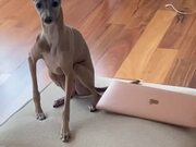 Dog's Ears Moves to Beats by Owner