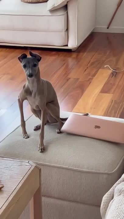 Dog's Ears Moves to Beats by Owner