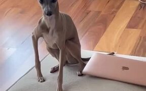 Dog's Ears Moves to Beats by Owner - Animals - VIDEOTIME.COM