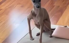 Dog's Ears Moves to Beats by Owner - Animals - VIDEOTIME.COM