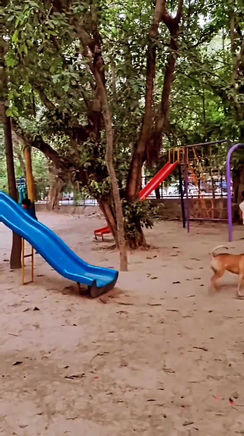 Dog and Kids Playing on Playground Slide