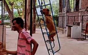 Dog and Kids Playing on Playground Slide - Animals - VIDEOTIME.COM