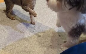 Fellow Pet Dog and Cat Fight Playfully - Animals - VIDEOTIME.COM