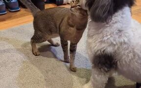 Fellow Pet Dog and Cat Fight Playfully