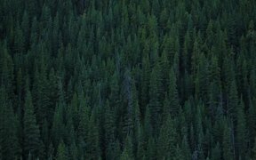 Dark Nature Official Trailer - Movie trailer - VIDEOTIME.COM